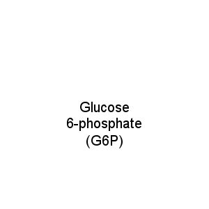 Glucose 6-phosphate (G6P)